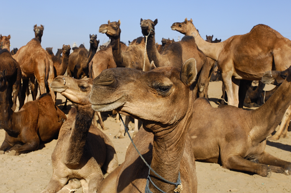 The Pushkar Camel Fair