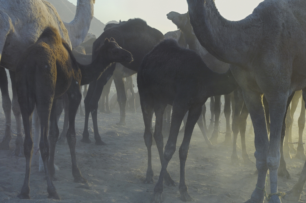 The Pushkar Camel Fair