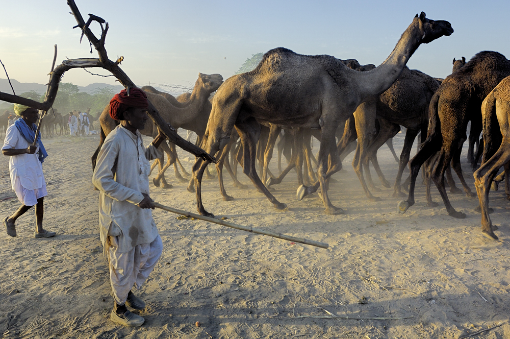 The Pushkar Camel Fair