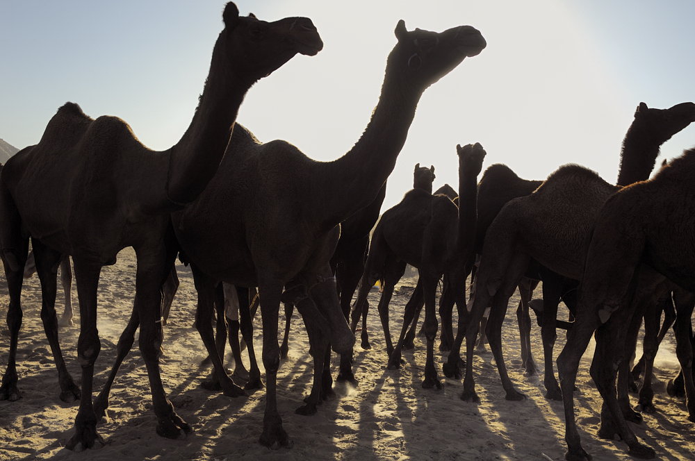The Pushkar Camel Fair
