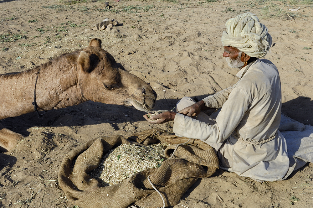 The Pushkar Camel Fair
