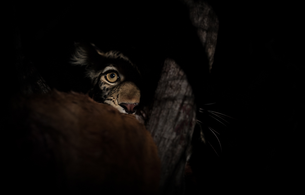 wildlife in the dark
