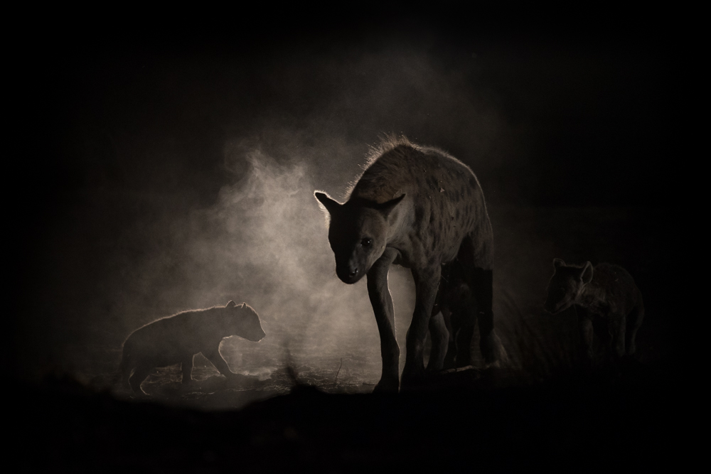 wildlife in the dark