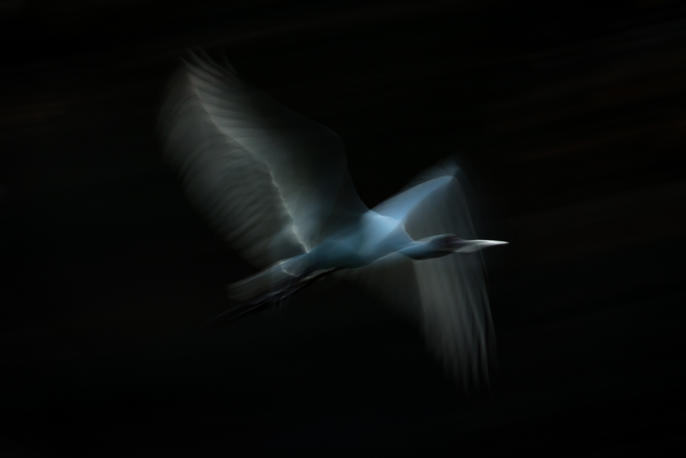 wildlife in the dark