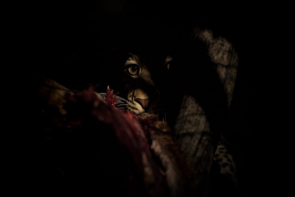 wildlife in the dark