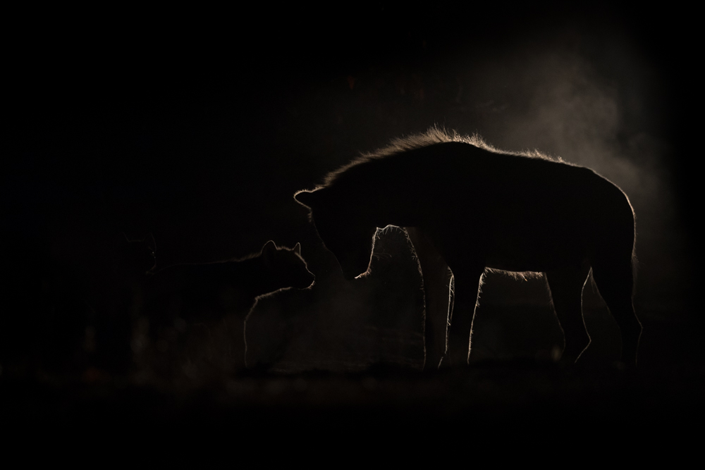 wildlife in the dark