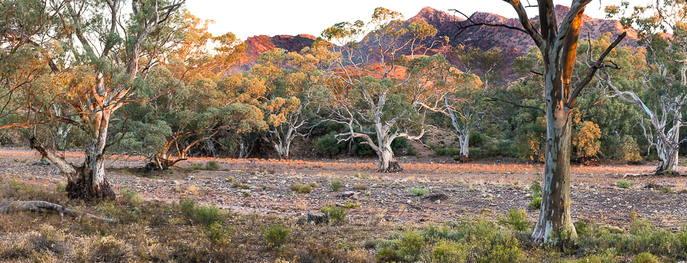 Gum trees of the Flinders Ranges