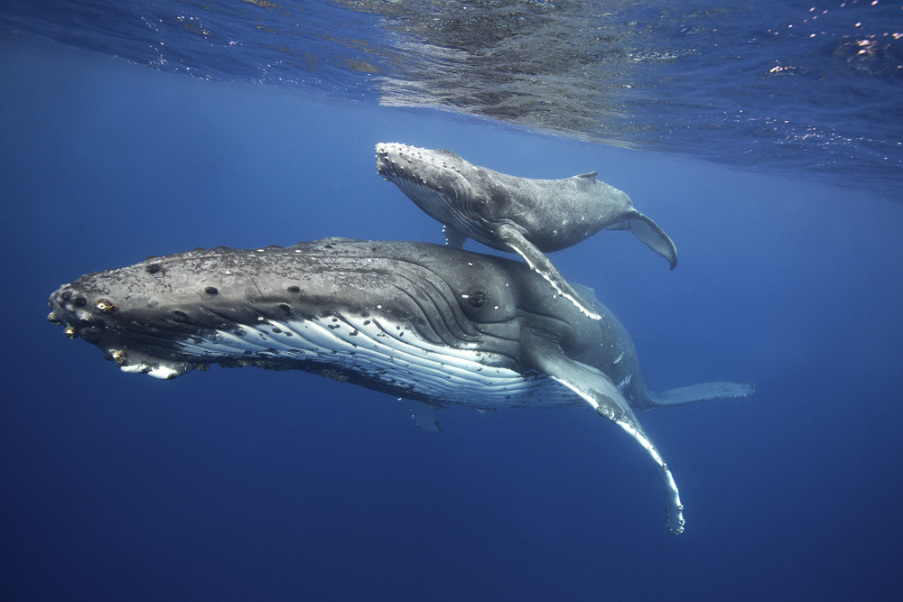 Our oceans, our life
