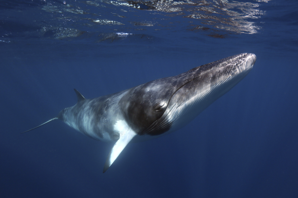 Our oceans, our life