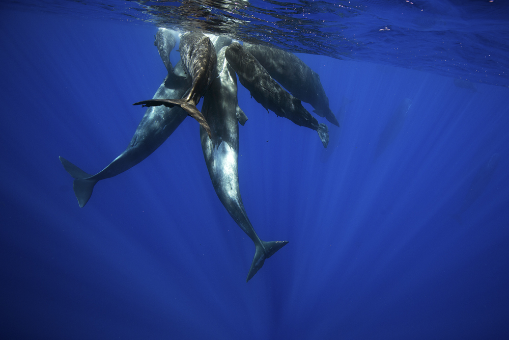 Our oceans, our life