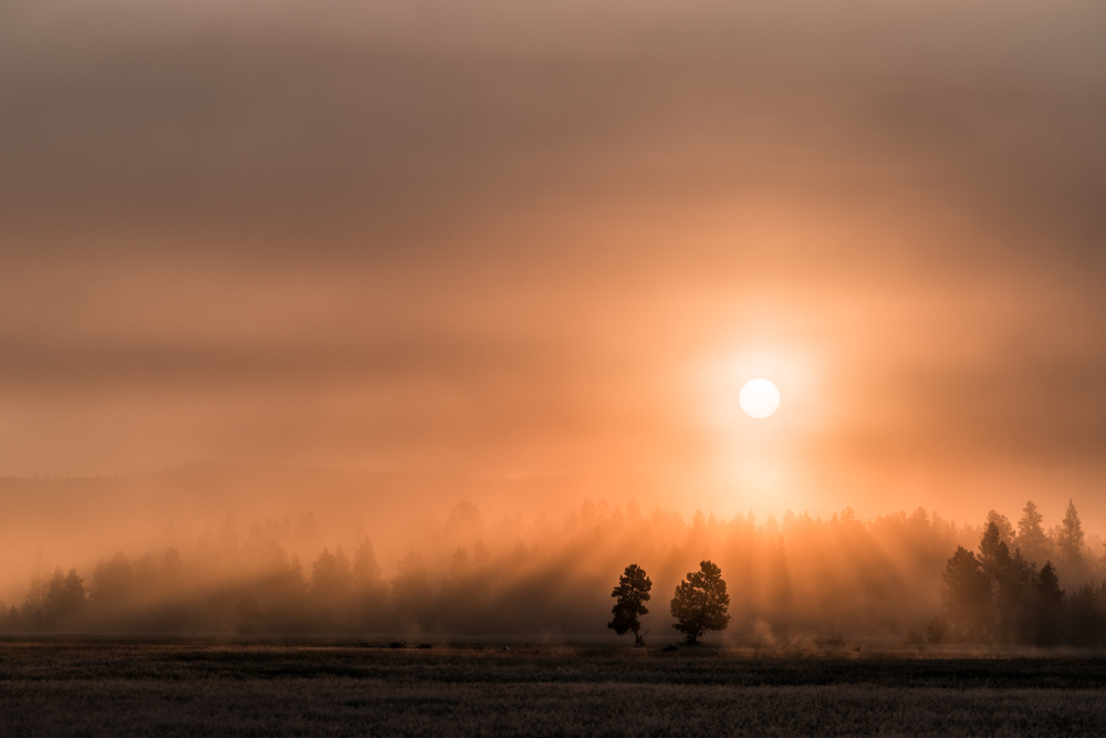 A couple tree