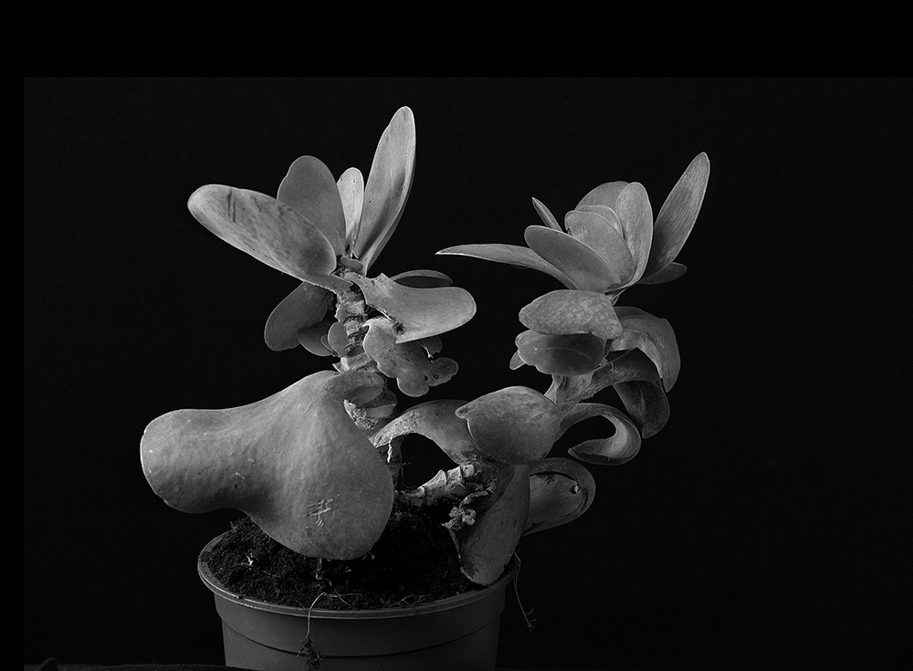 Plant portraits