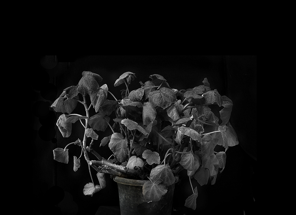 Plant portraits