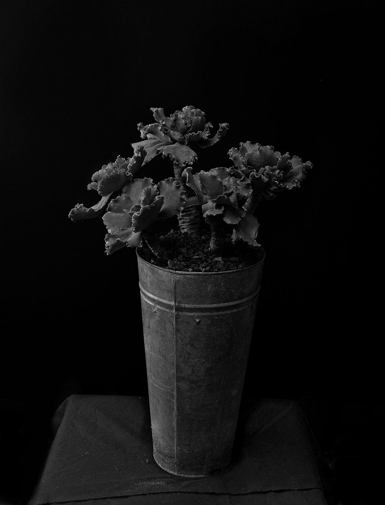 Plant portraits