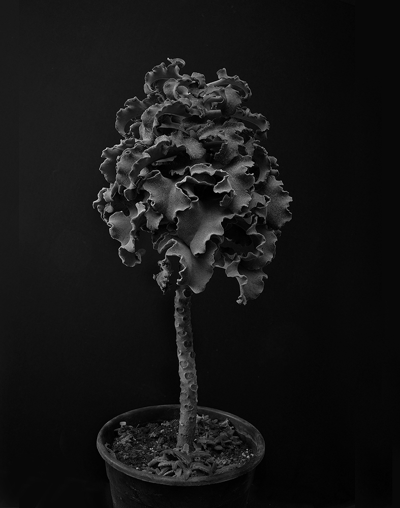 Plant portraits
