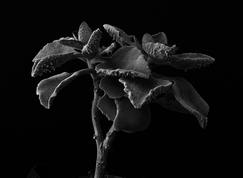 Plant portraits