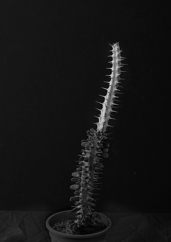 Plant portraits