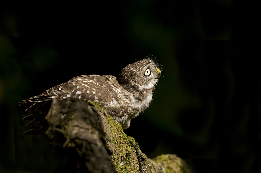 Little Owl (Athene noctua) Cowering as a buzzard flies overhead
