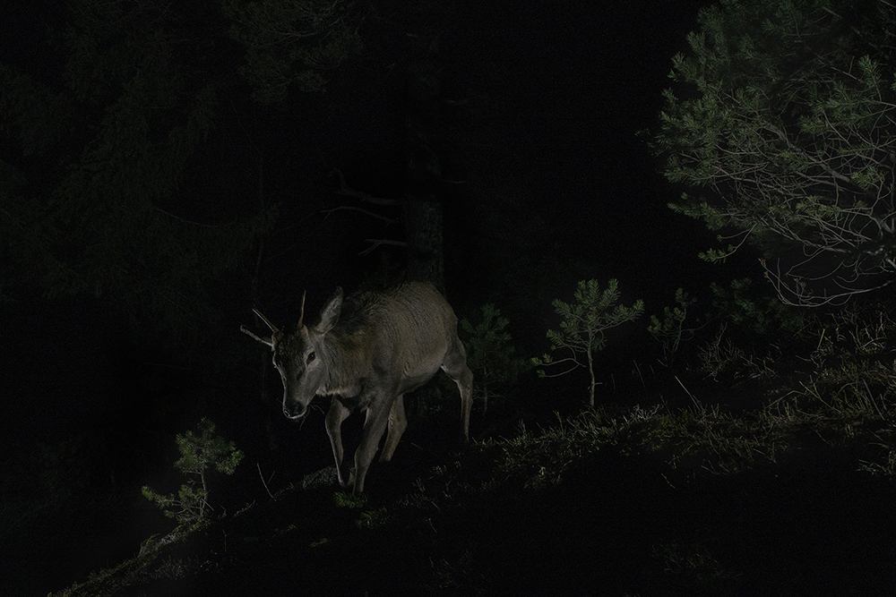 Red deers at night