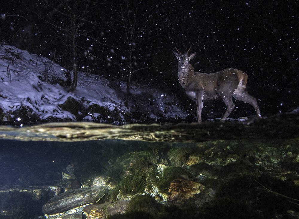 Red deers at night