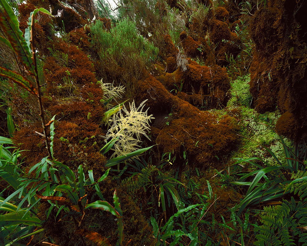 Reunion Island Forest