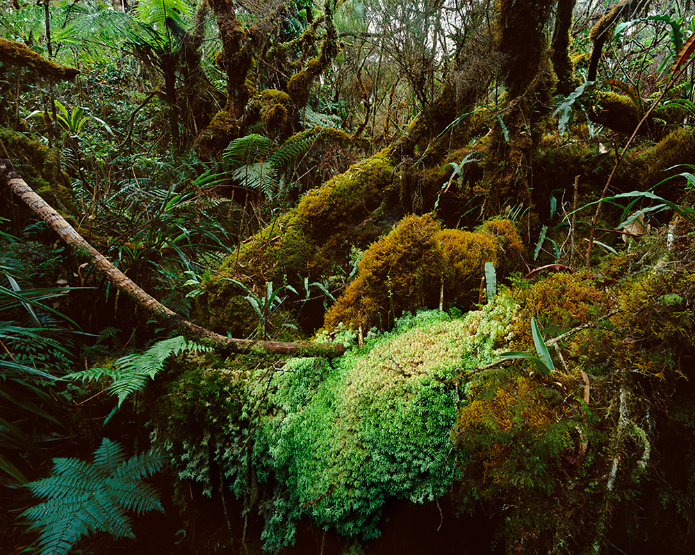 Reunion Island Forest