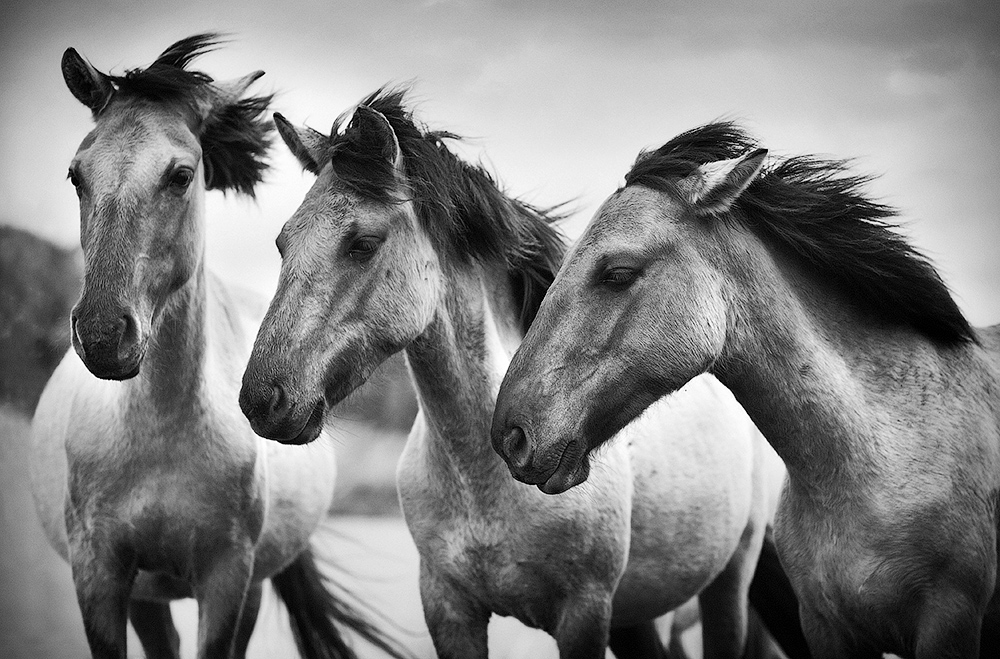 Three wild horses
