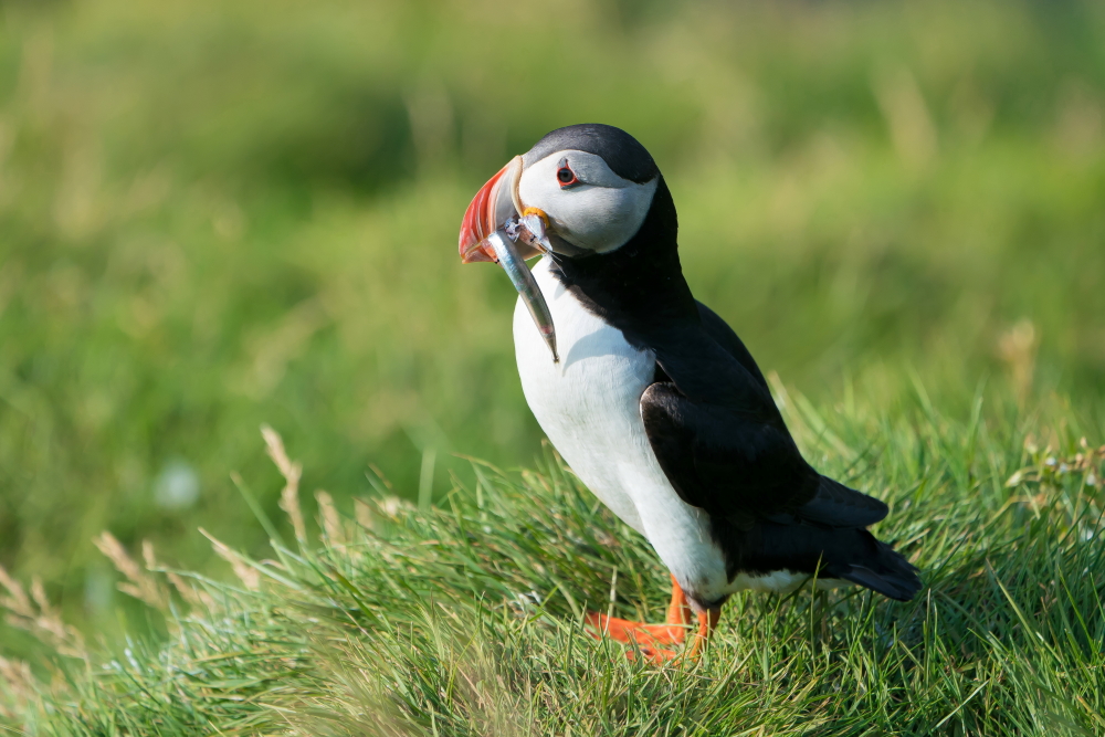 Atlantic Puffin in Iceland 