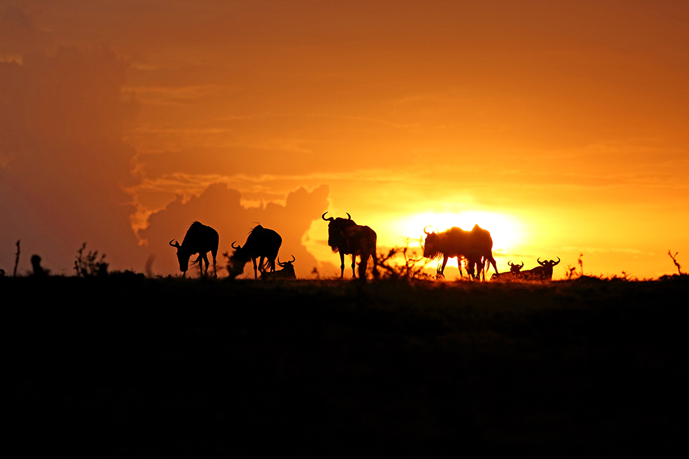 Silhouettes