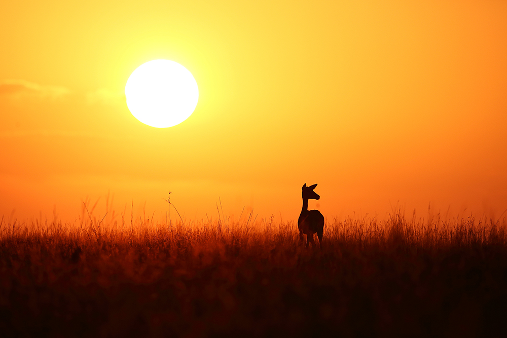 Silhouettes