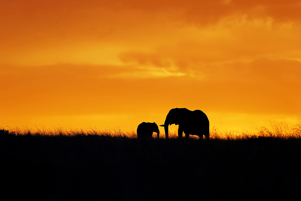 Silhouettes