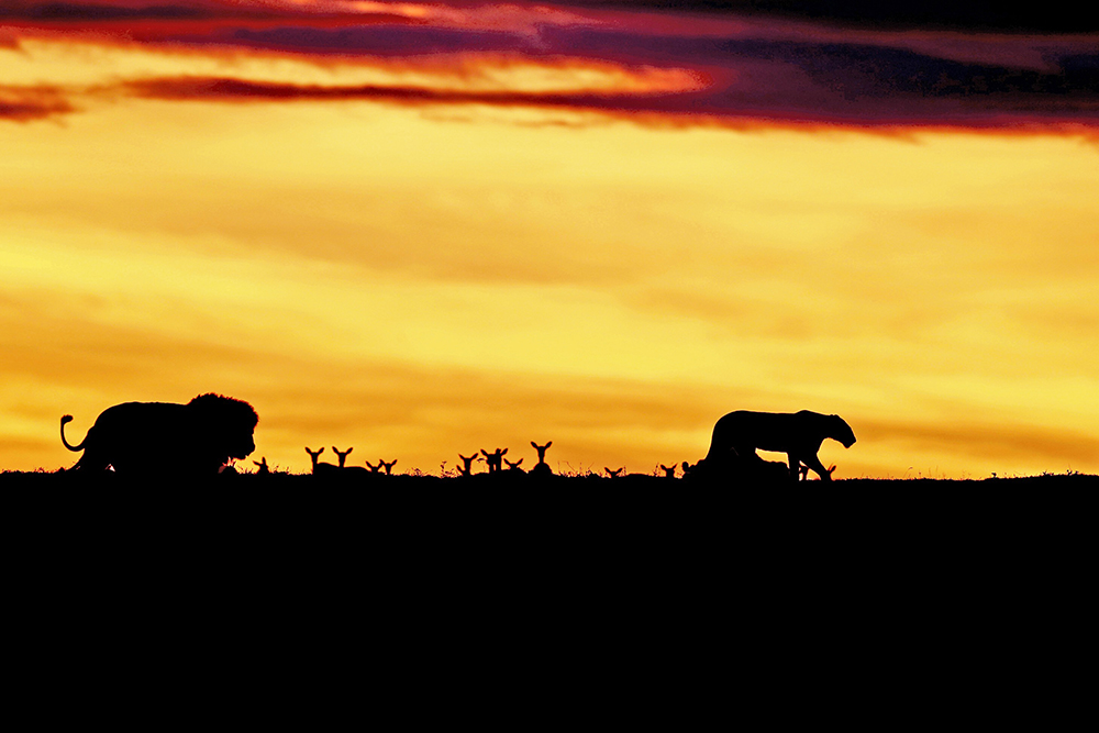 Silhouettes