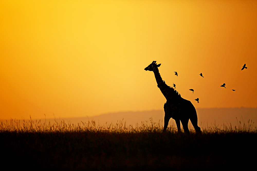 Silhouettes