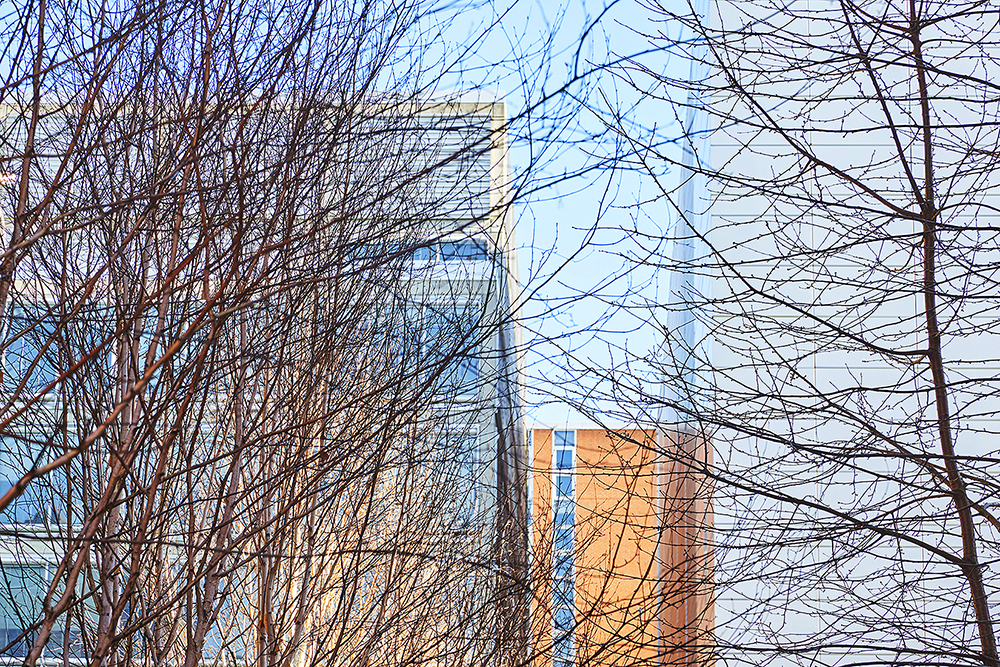Concrete Jungle