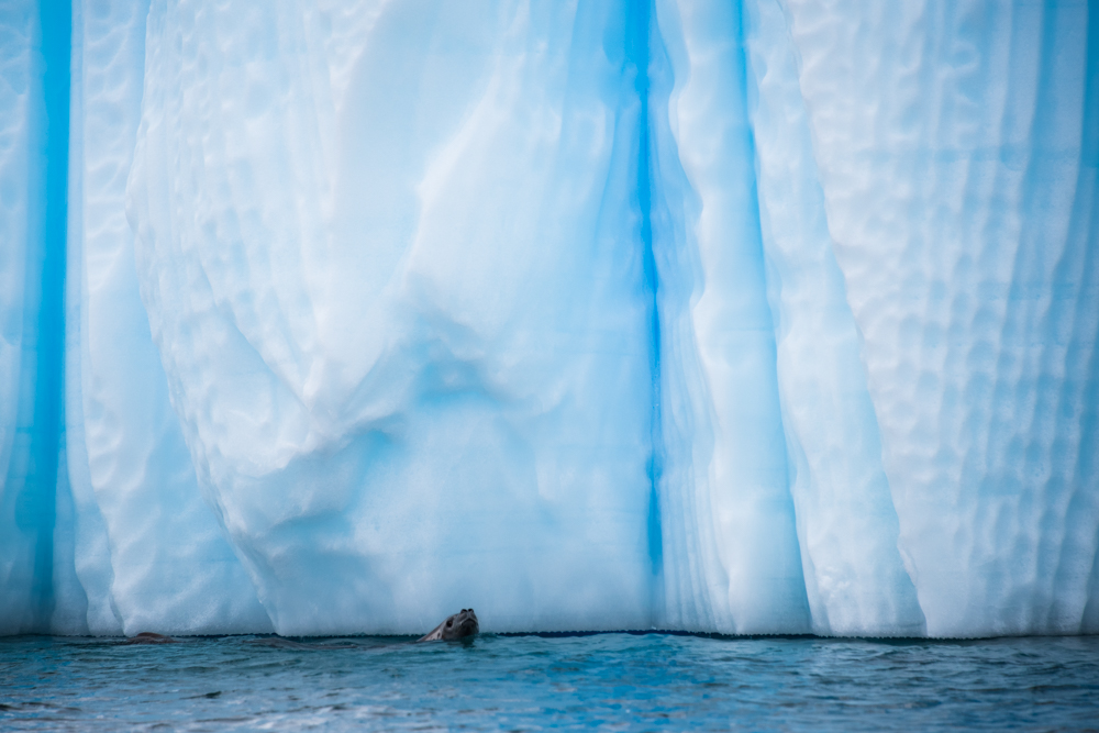 Glacier paradise: Antarctica