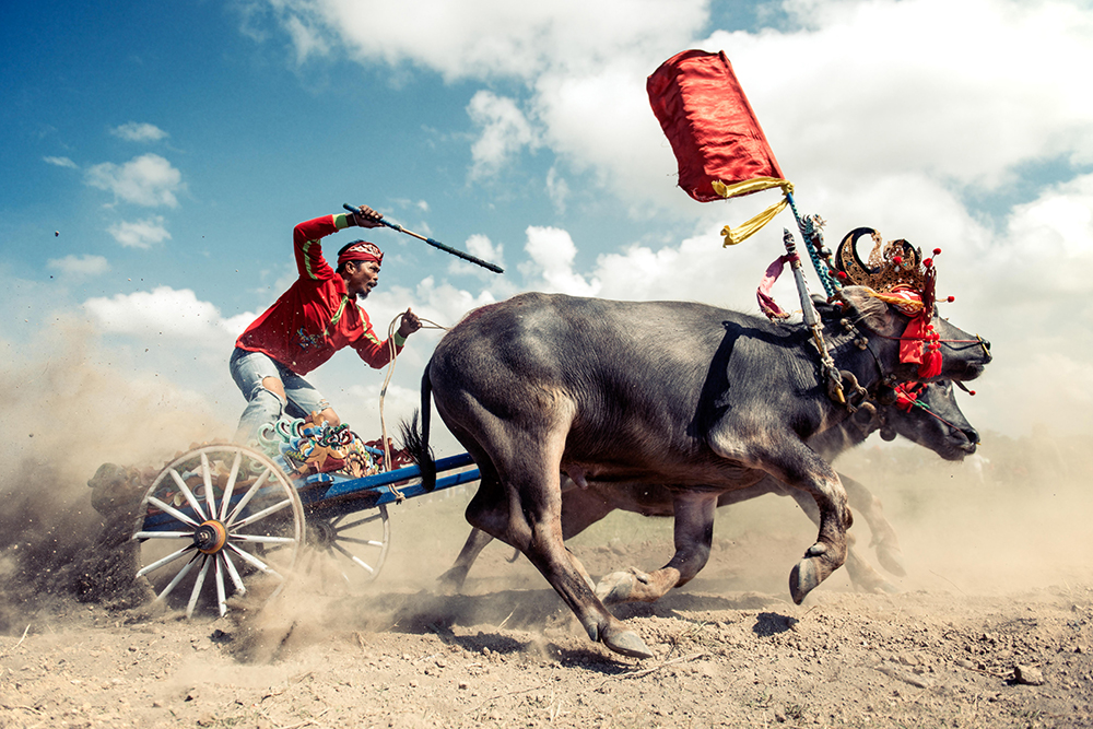 Buffalo Racer