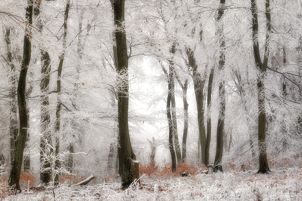 Four Seasons