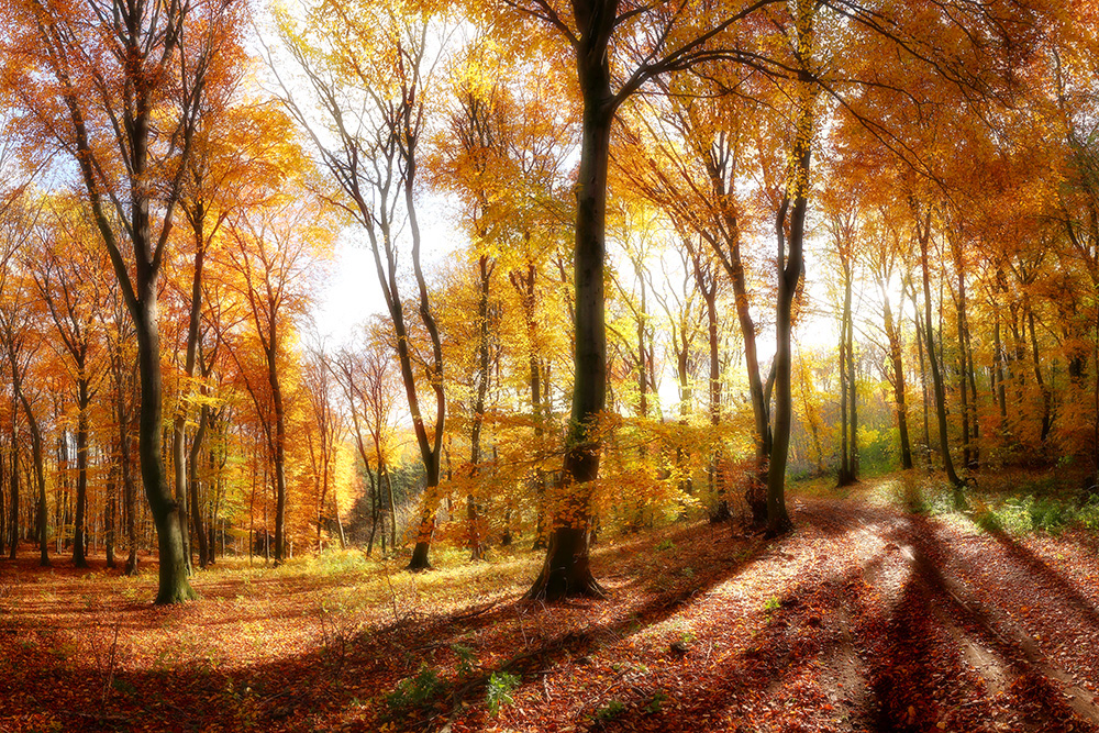 Four Seasons