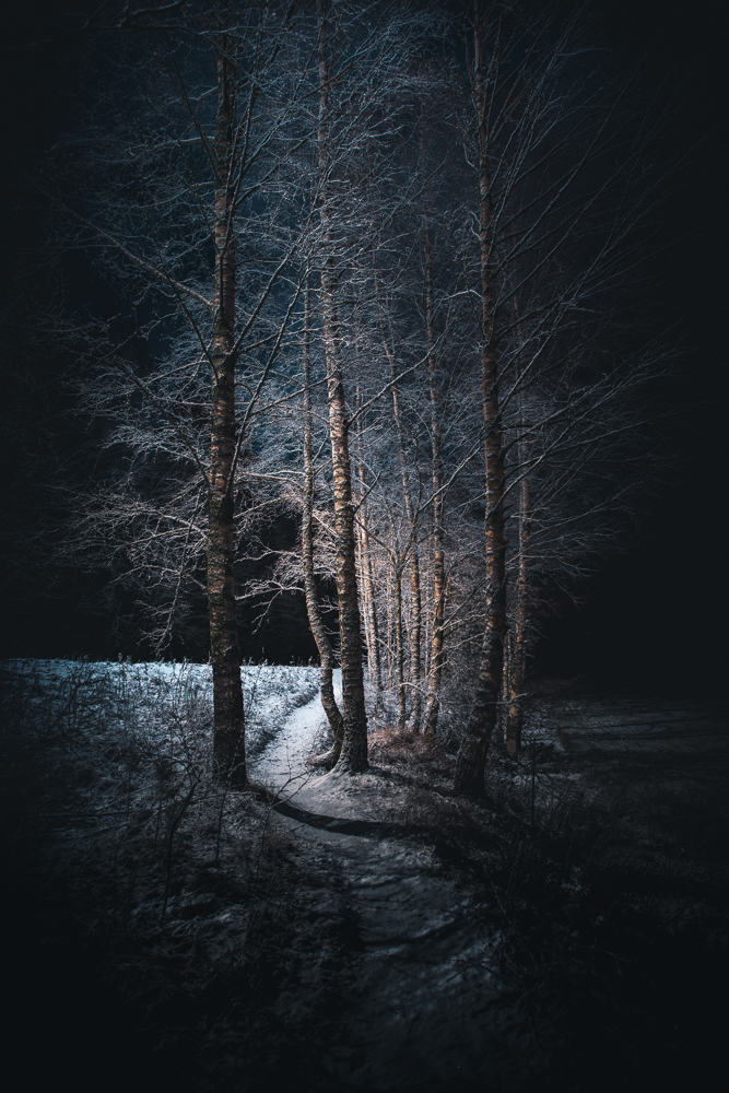 Birch Trees