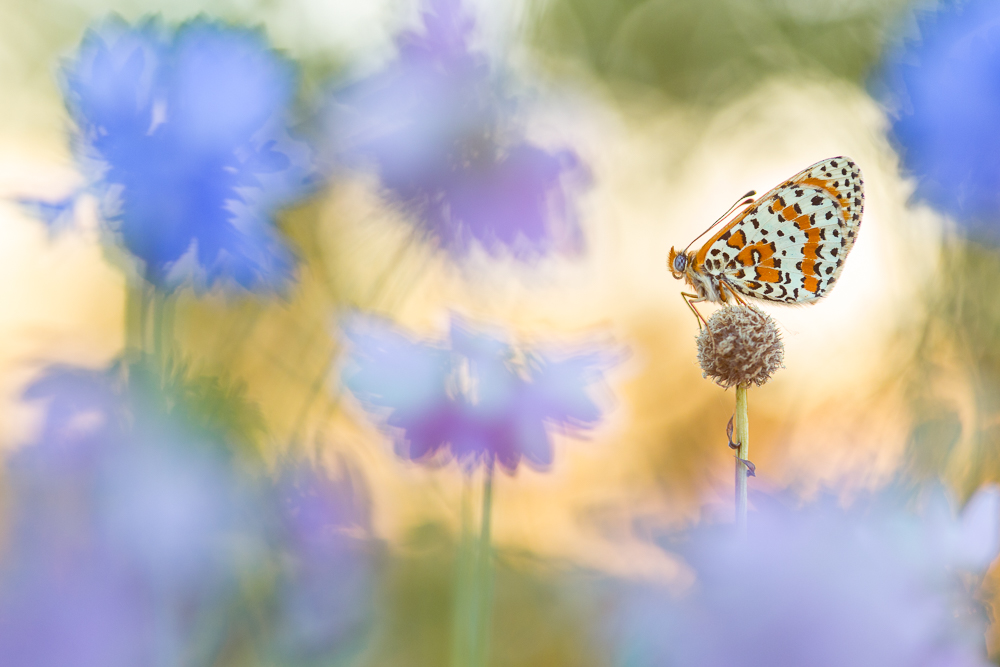 Flower power butterflies