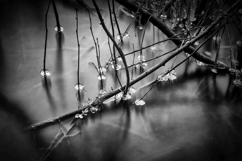River's Edge Emergent Forms