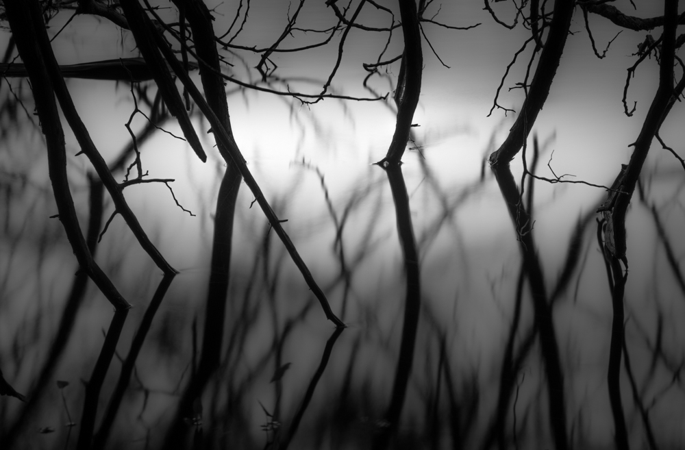 River's Edge Emergent Forms