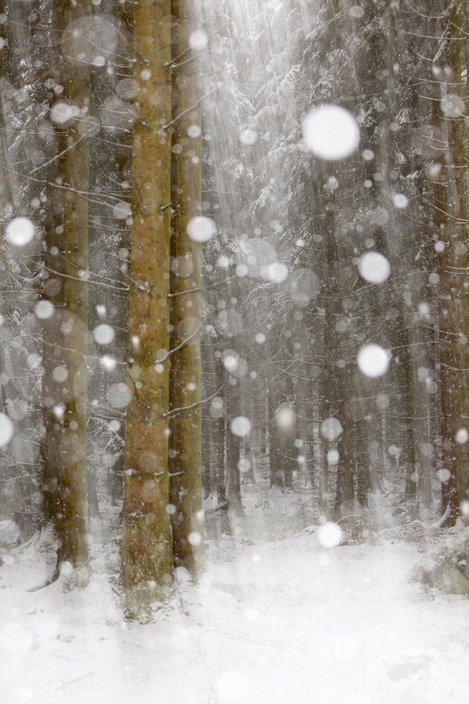 Winter Times