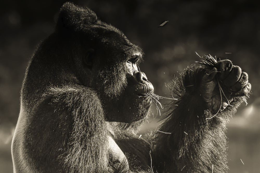 Hominids