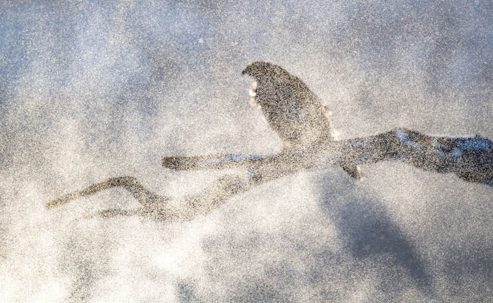 Goshawk i Winter storm