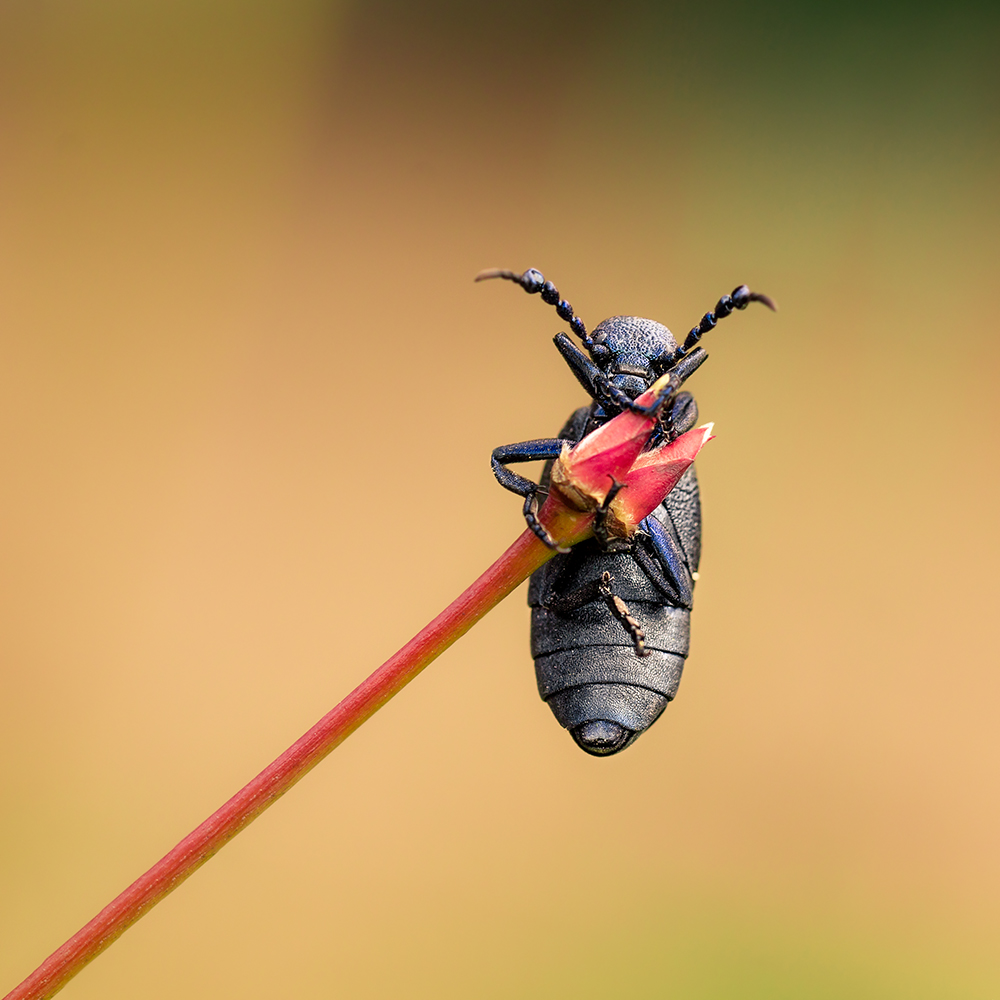  My macroworld