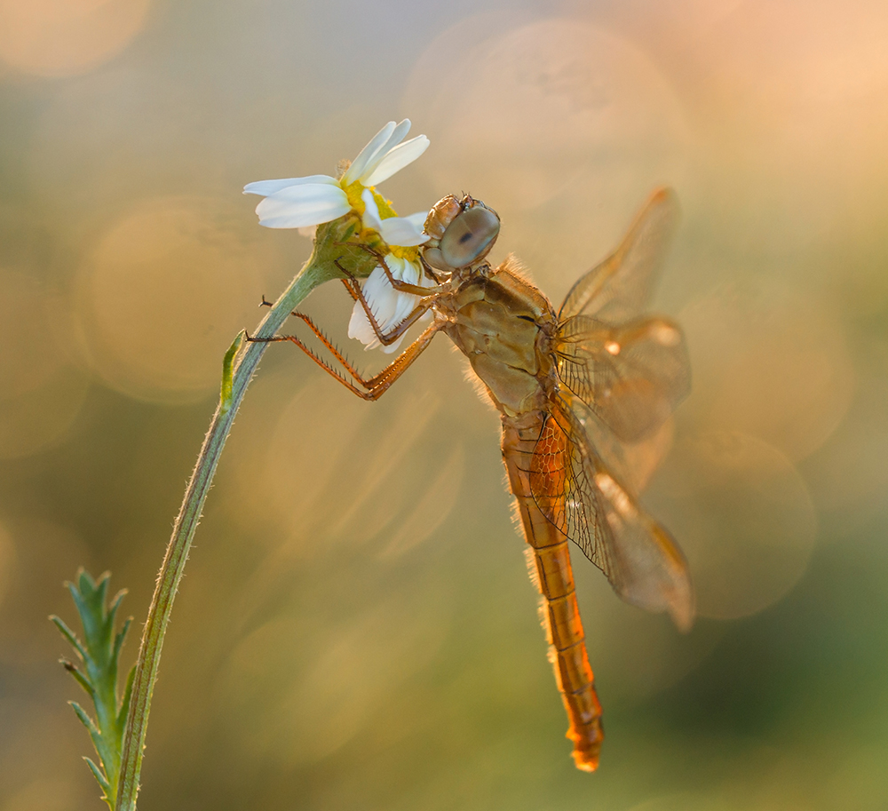  My macroworld