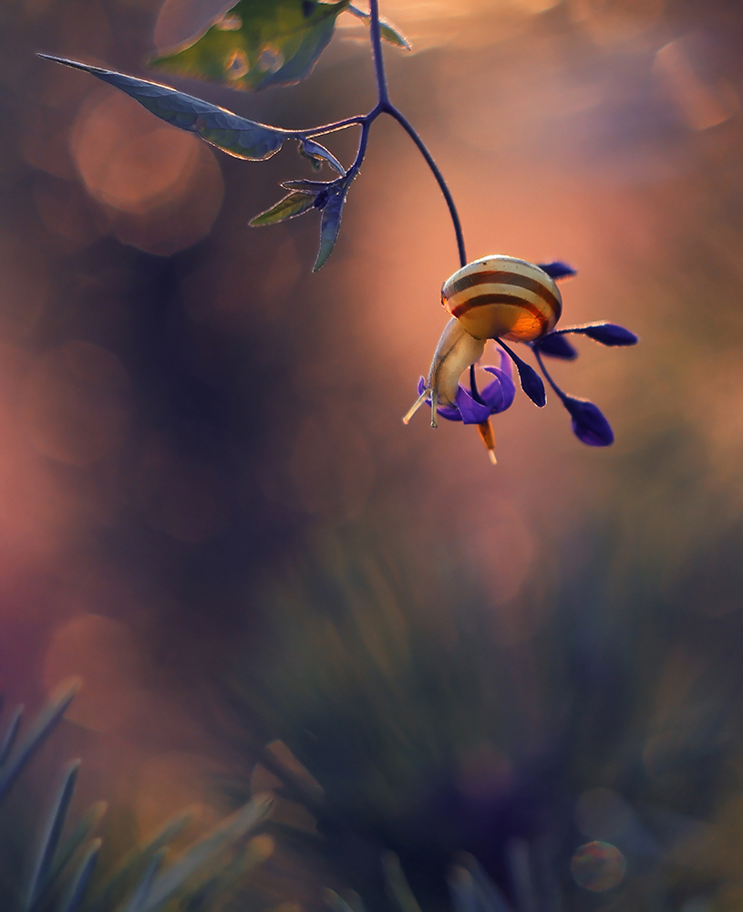  My macroworld