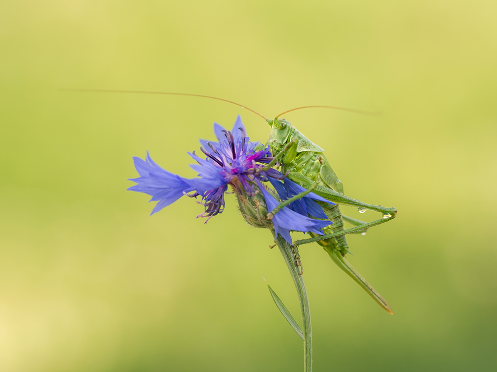  My macroworld