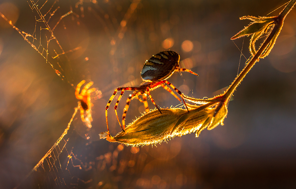  My macroworld